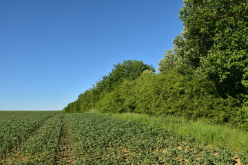 Ackerbohne,  Vicia fabae