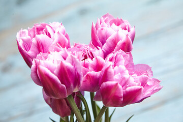 Elegant purple tulip buds ready to bloom on rustic wooden table. Purple tulips flowers on blue wooden background. Spring flowers