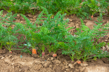 carrots growing in the garden
