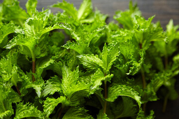 Fresh mint herb leaves texture background. Green mint plant