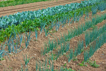vegetable garden detail with onions, cabbage and carrots