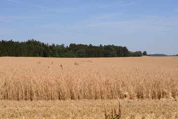 Angemähter Dinkelbestand, erntereifer Dinkel zur Erntezeit, Feld, Feldausschnitt