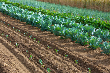 variety of vegetable growing on the field