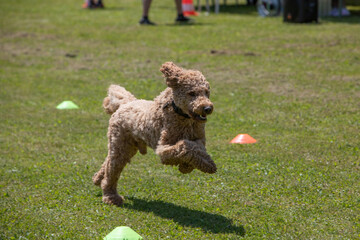 poodle on a race track running