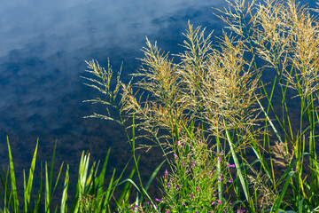 reed growing at the edge of a lake