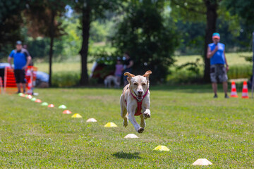 podenco mix on a time race at full speed