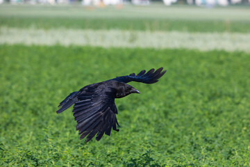 crow soaring over a green field