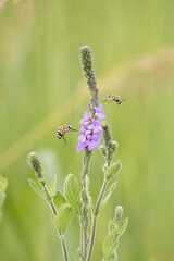 Bee flies, Bombyliidae, in flight near hoary vervain wildflowers, Verbena stricta, blooming in an Iowa prairie on a summer day. 