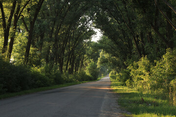 Asphalt countyside road in the woods