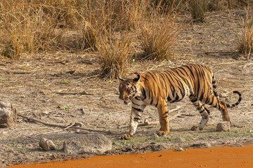 Naklejka na ściany i meble Tiger of Bandhavgarh National Park near waterbody