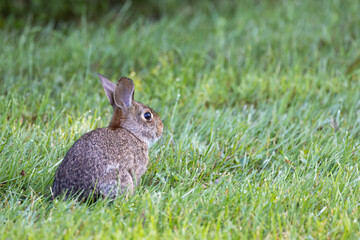 young cottontail rabbit in grass