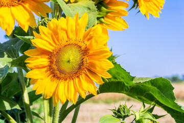 Sunflower flower on the background of the blue sky