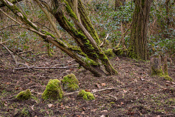 A mossy shrub with many roots, mushrooms and leaves on the forest floor in winter, Germany