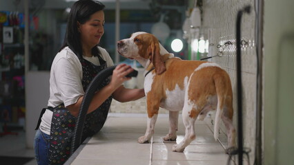 Female employee drying Dog Beagle Fur with Dryer Machine at Local Pet Shop Store. Canine Companion...