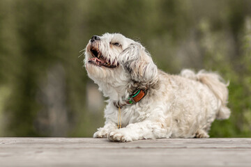 A cute white maltese dog in summer outdoors