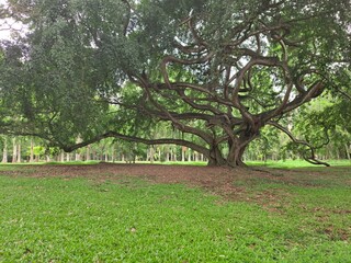 tree in the peradeniya garden 