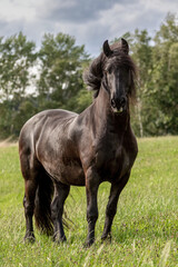 A beautiful friesian gelding on a pasture in summer outdoors