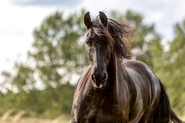 A beautiful friesian gelding on a pasture in summer outdoors