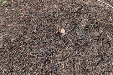 Anthill background texture.Anthill in the forest.