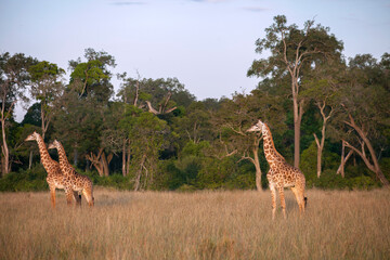 giraffes at sunrise 