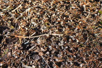 Pine cones on the forest floor