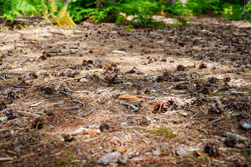 Pine cones on the forest floor