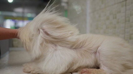 Drying Small Dog Fur blowing in slow motion. Shih-Tzu Race Dog being pampered and groomed at Pet Shop