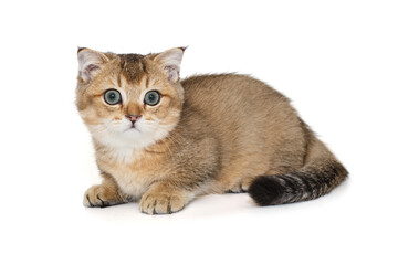 Young, beautiful Scottish kitten