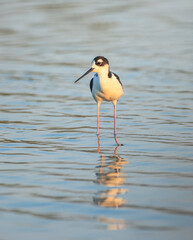 American Monjita, Himantopus mexicanus,Himantopus leucocephalus, shorebird also called black-necked stilt, is a species of the Recurvirostridae family seen in the Metropolitan