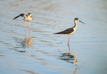 American Monjita, Himantopus mexicanus,Himantopus leucocephalus, shorebird also called black-necked stilt, is a species of the Recurvirostridae family seen in the Metropolitan