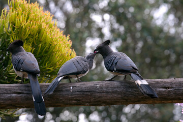 pigeon on a branch