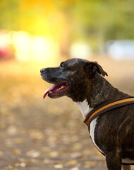 Adult brown American Pit Bull Terrier stands in an autumn park and looks to the side.
