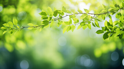 Obraz premium A stunningly blurred background image, perfect for showcasing products in spring and summer. The defocused foliage of trees creates a mesmerizing backdrop on a brilliantly sunny da 