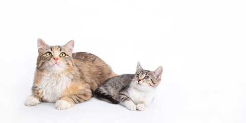Big fluffy Cat with big eyes next to a white small Kitten. Portrait of two cats. Animal theme. Two...