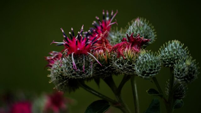 Burdock flowers close-up. Blooming medical plant burdock. . Arctium lappa. Medicinal plant
