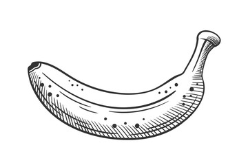 Hand drawn bananas sketch isolated on white background. Vector illustration