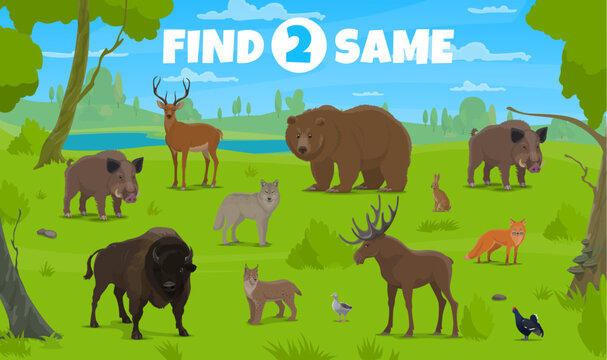 Find two same forest animals, kids game or quiz worksheet, vector background. Find two same pictures of wild wolf, bear and forest deer with lynx, grouse or buffalo bison and boar on game quiz