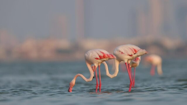 Greater flamingos feeding at Eker