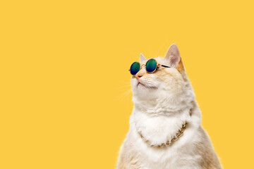 Big cat in sunglasses and a chain around his neck on a yellow background