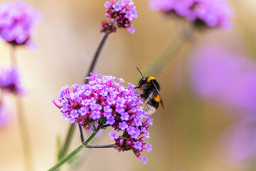 Bee or bumblebee feeding on nectar of Verbena or Vervain flowers 