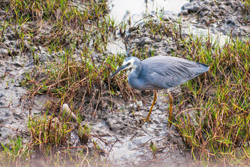 White-Faced Heron foraging along a muddy shoreline in Cairns, Australia