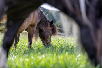 A shetland pony grazing on a pasture in summer outdoors