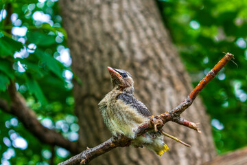 Young cedar waxwing on a branch © Kristen