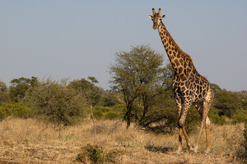Graceful Giraffe Striding Across the Savannah