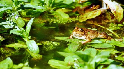 Solitary common frog perched atop a cluster of aquatic vegetation