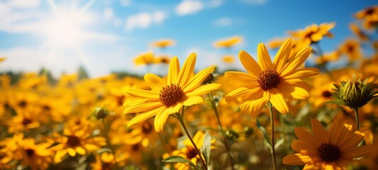 Arnica flowers landscape with sky. Natural fresh Arnica. Copyspace. Photo texture. Horizontal banner. Ai generated - obrazy, fototapety, plakaty