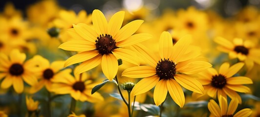Arnica flowers close up. Natural fresh Arnica. Copyspace. Photo texture. Horizontal banner. Ai generated