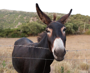 Portrait of a fun cute donkey in a Sardinian field, front view