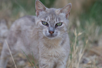 Naklejka na ściany i meble Front view of gorgeous white and grey wild cat with green eyes in the mountain