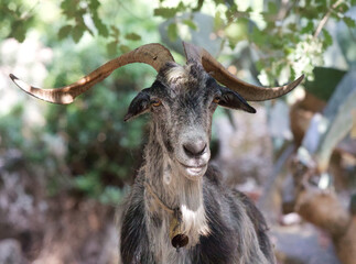 Fun Goat head and front close up with Mediterranean background